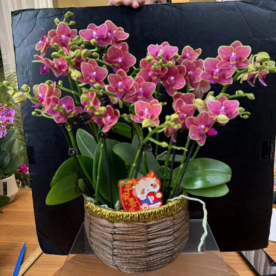 《金边玲珑》2.8寸杯双剑红红火火蝴蝶兰