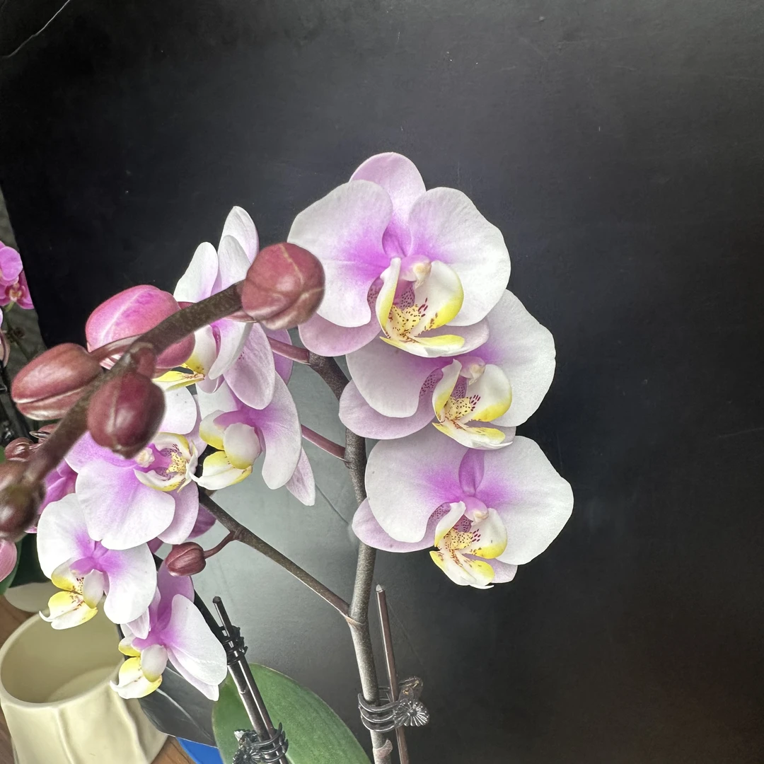 《小梅花》2.8 寸杯双剑蝴蝶兰