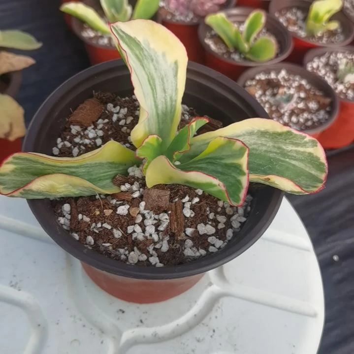 包菜家族的青梅白覆轮锦