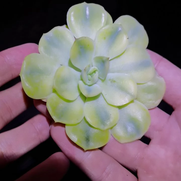 不知名锦头盖。。。
