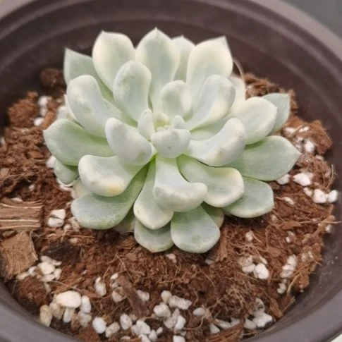 桔子冰白覆轮锦多肉植物