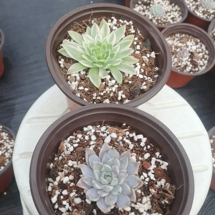 拉比拉诺锦，雪燕锦