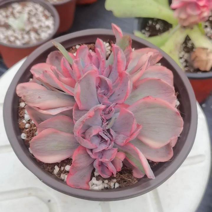 蓝玫瑰锦缀化多肉植物