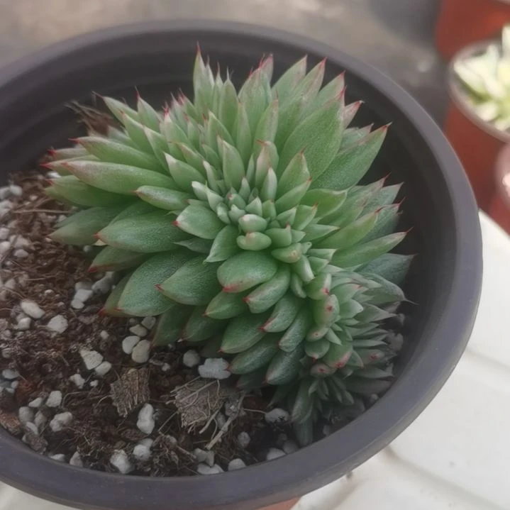 虎鲸白覆轮锦多肉植物缀化