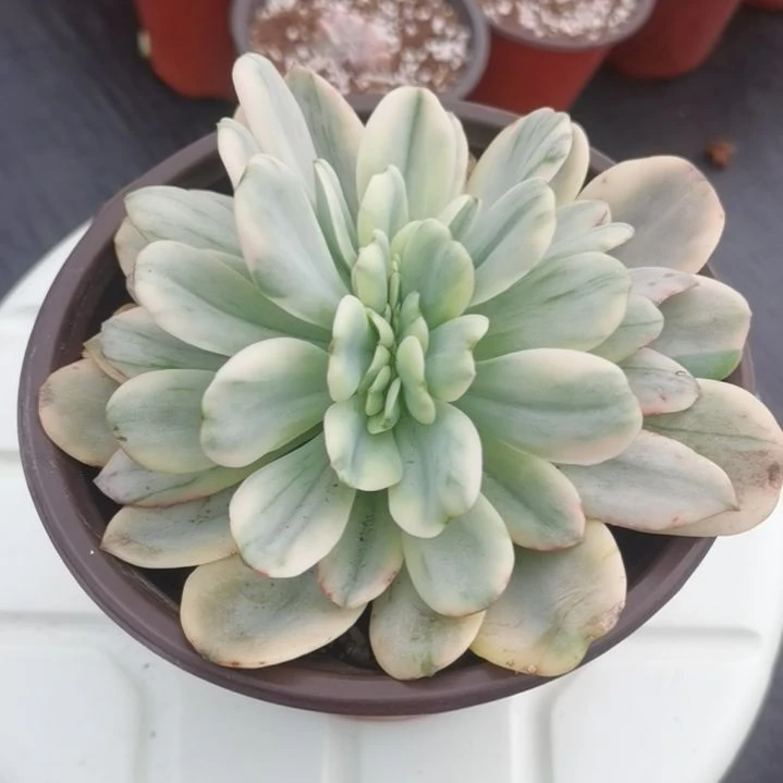 酸橙柠檬锦缀化多肉植物