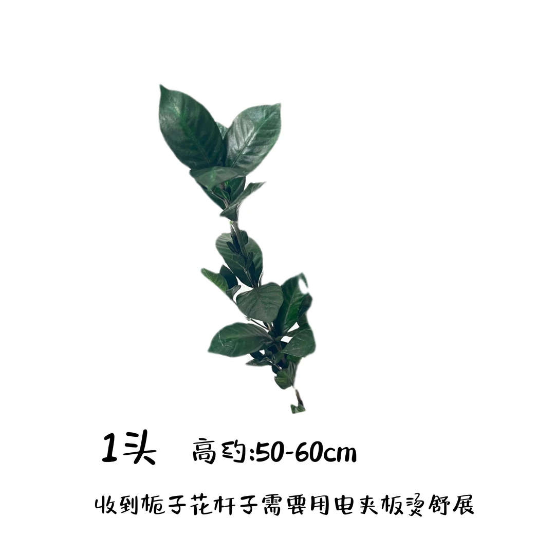 永生栀子花杆子/叶子