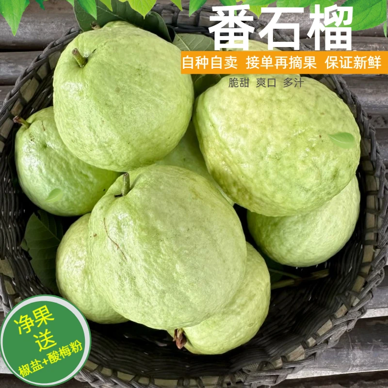 白心芭乐番石榴脆甜口感新鲜采摘老树农家种植芭乐水果3斤5斤