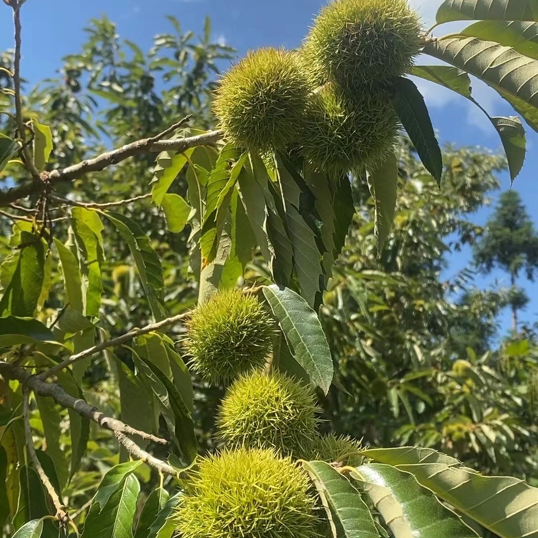 贵州高山新鲜农家当季板栗