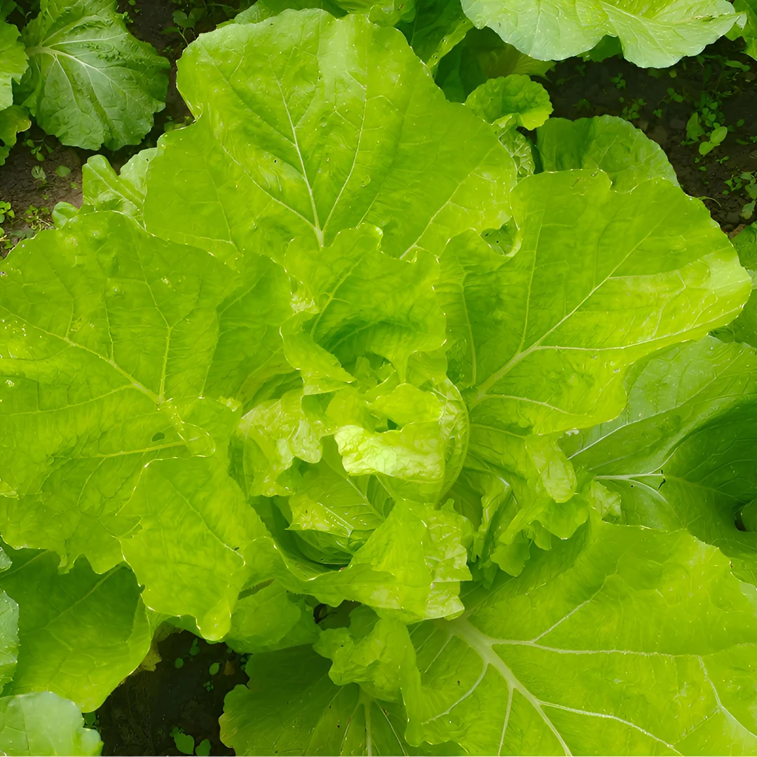 板栗镇农家自种高山白菜（放心菜 农户菜园现摘   顺丰包邮）