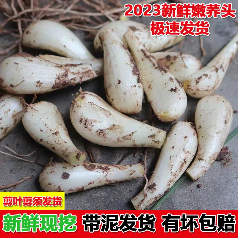 江西新鲜荞头现挖藠头茭头农家自种乔头叫头泡菜原料1/3/5斤