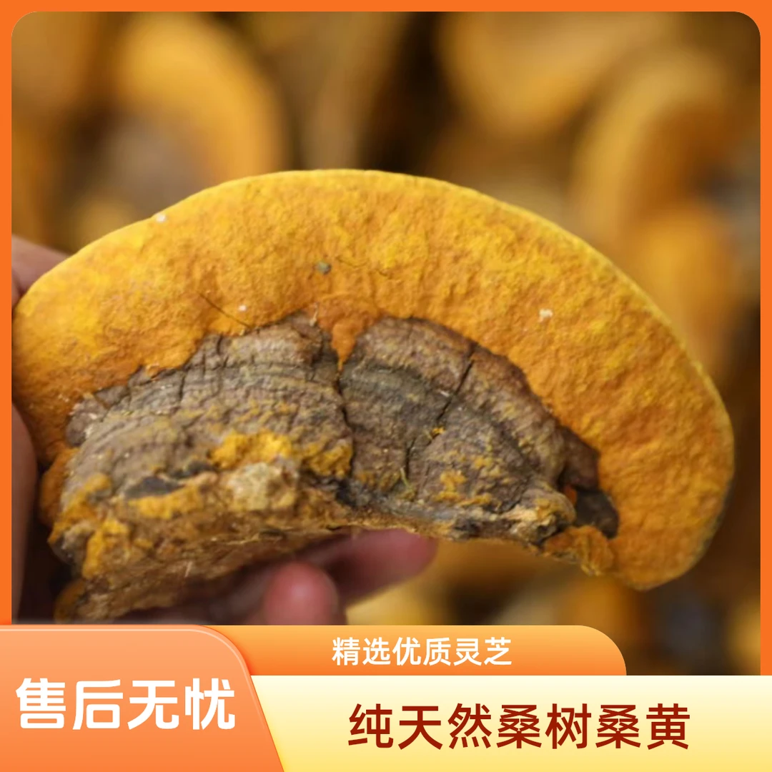 吉林产地直供正宗桑树桑黄金边 精选
