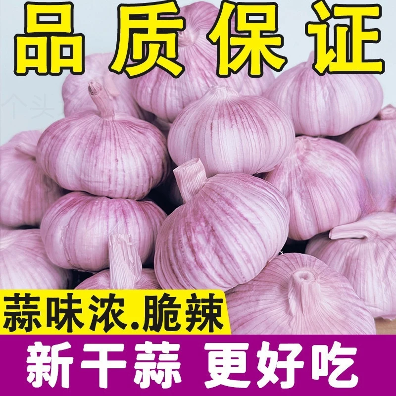 农家土蒜农家自种新干蒜紫白皮大蒜头可吃可种辛辣脆新蒜