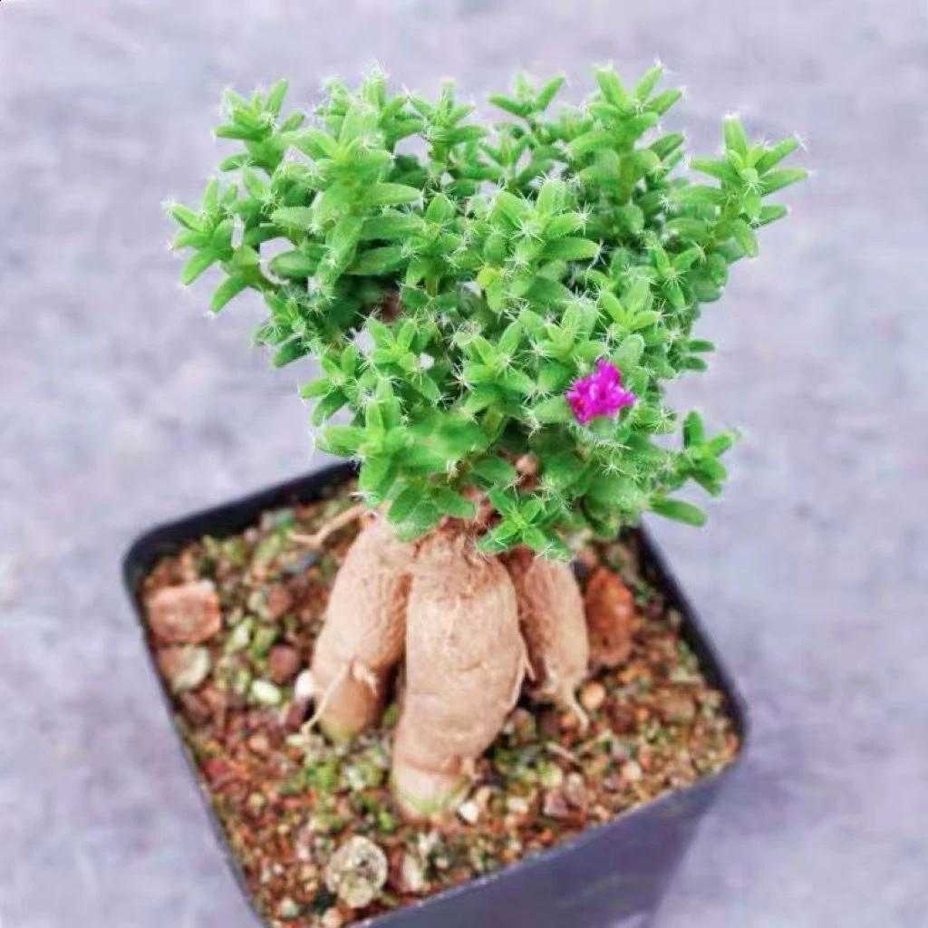 姬红小松植物盆栽人参块根老桩小盆景多肉室内办公室绿植