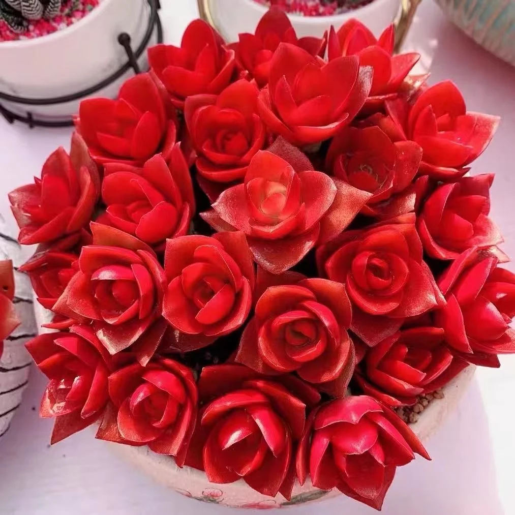 火祭多肉植物火红色花卉绿植盆栽简单好养阳台庭院肉肉可爱懒人