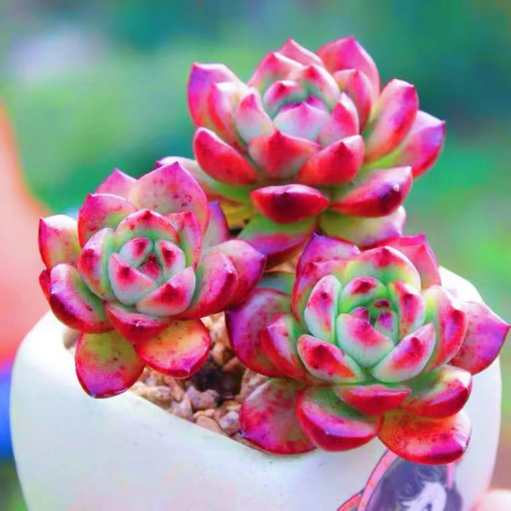 新品多肉植物TM多头好养新手老桩室内组合阳台办公室桌面盆栽花卉