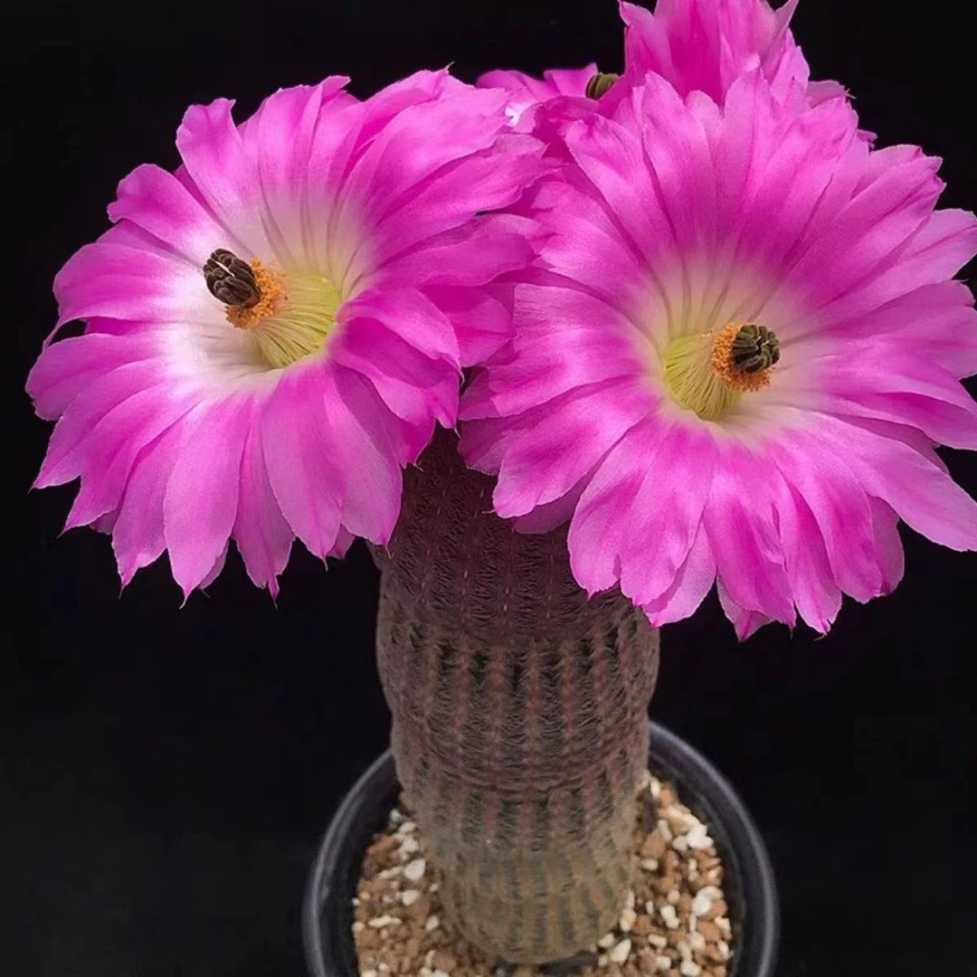 红太阳冬季多肉植物开花仙人球四季养实生紫太阳室内阳台桌面盆栽