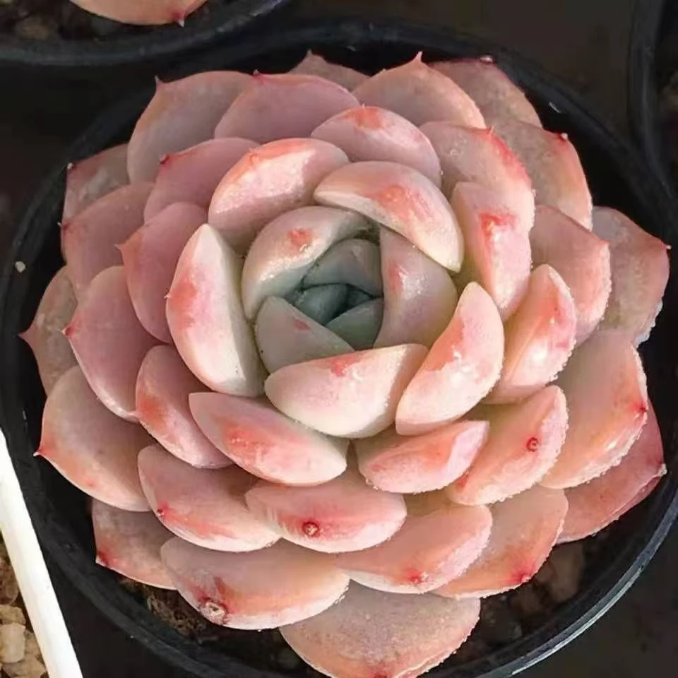艾丽女王多肉绿植植物花卉室内肉肉老桩雪天使多肉学生桌面粉红色