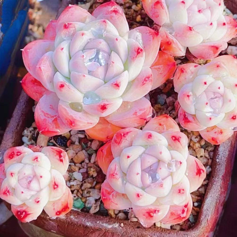 如梦令多肉植物阿尔巴佳人盆栽肉肉新手植物办公室创意花卉绿植