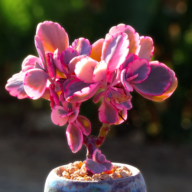 下单包邮 蝴蝶之舞多肉植物肉肉桌面阳台绿植花卉盆栽新手好养