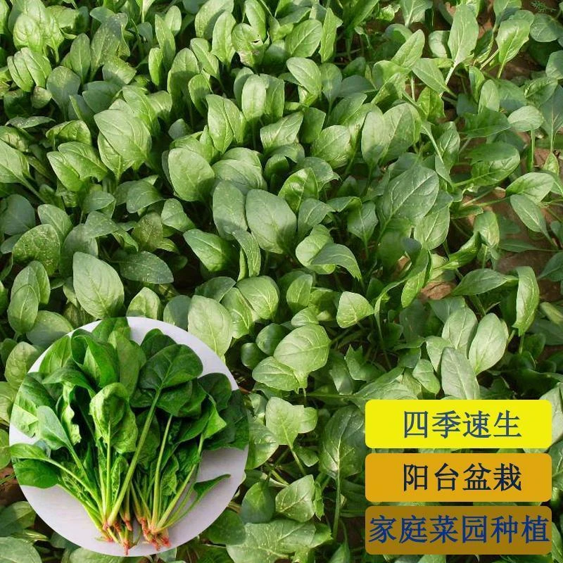 【满5包包邮】大叶菠菜种子四季蔬菜秋冬种籽阳台种子抗热菜种盆