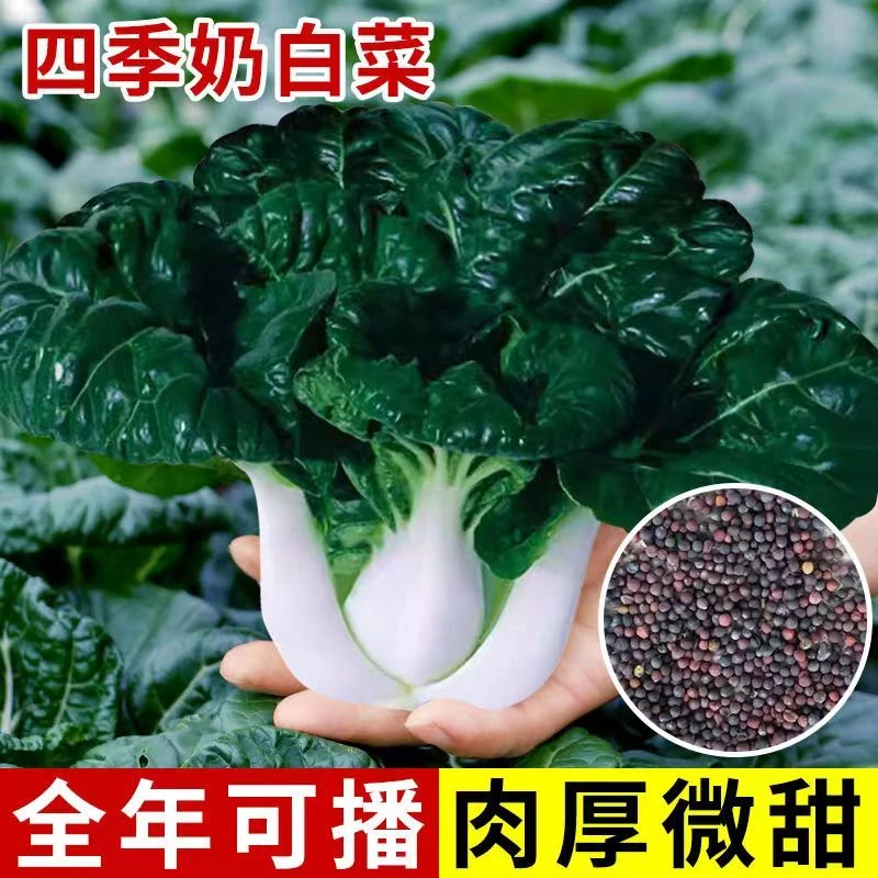 四季播奶油白菜种子原装脆甜黑叶矮脚奶白菜种籽小白菜蔬菜种子