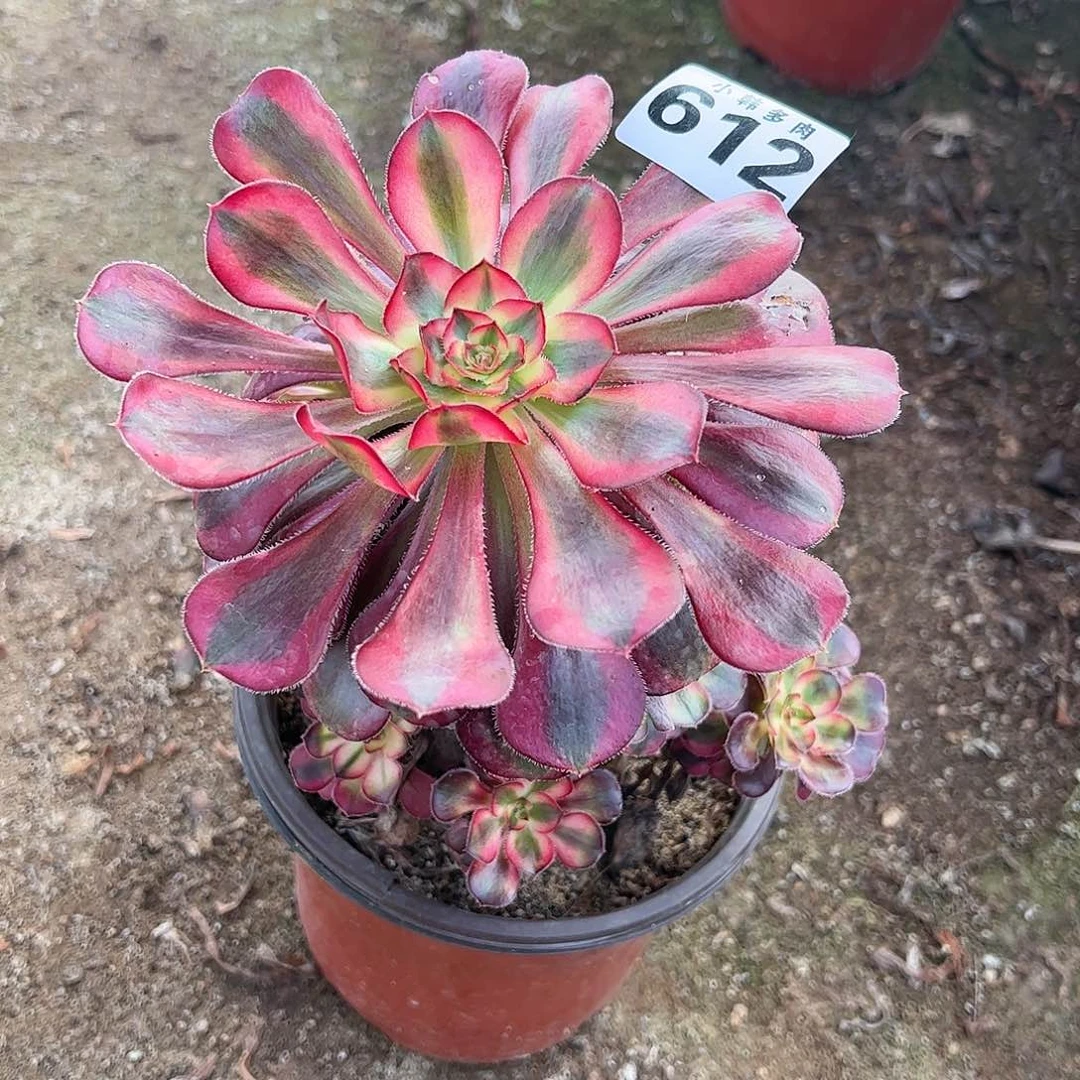 612香奈捧花一颗