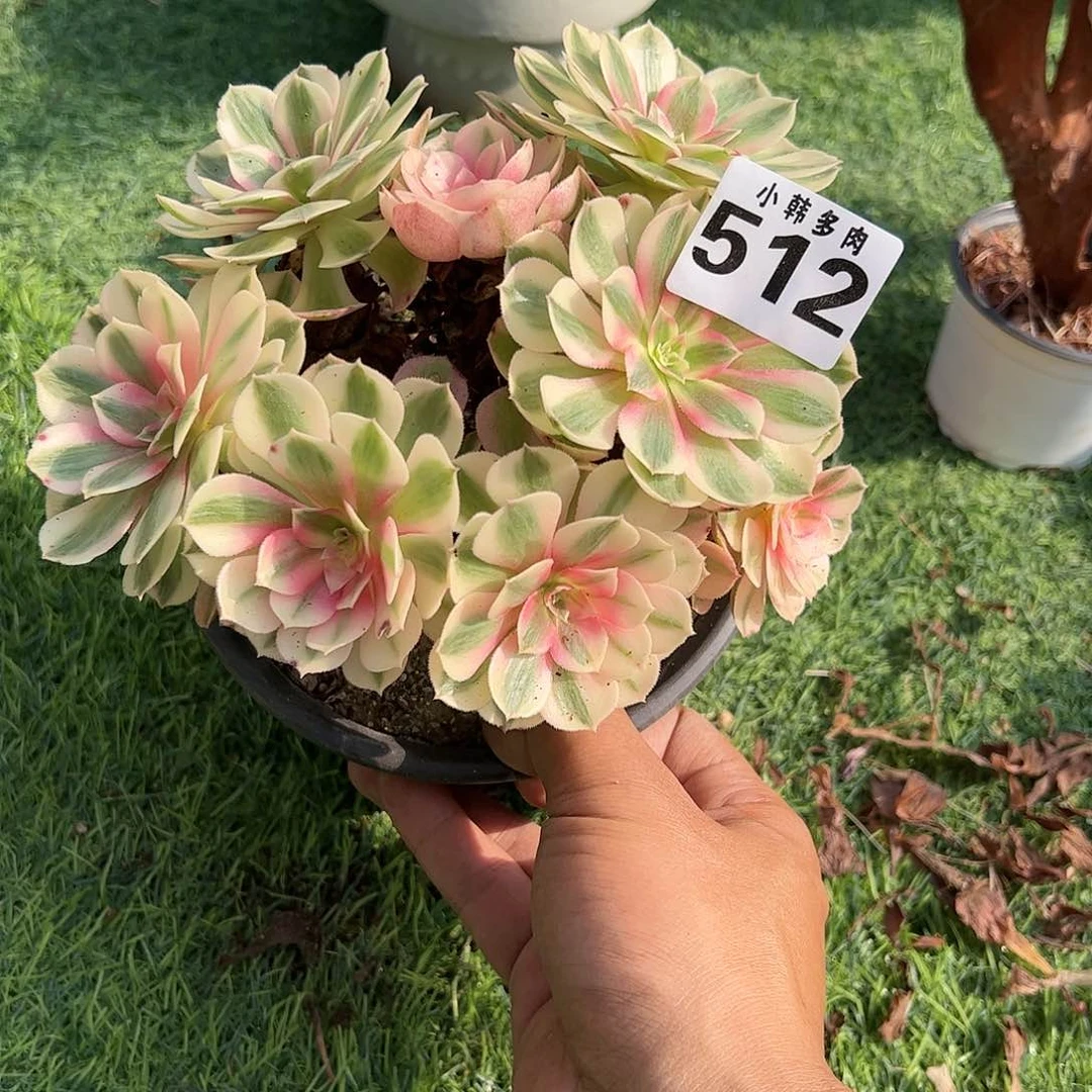 512倾城法师一颗