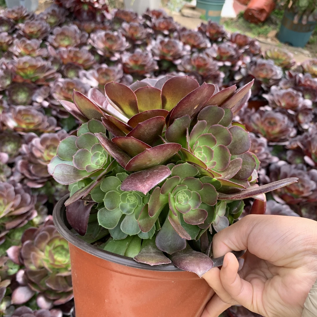 荷兰圆叶玫瑰法师周正捧花 叶展18公分 多头群生 多肉植物包邮