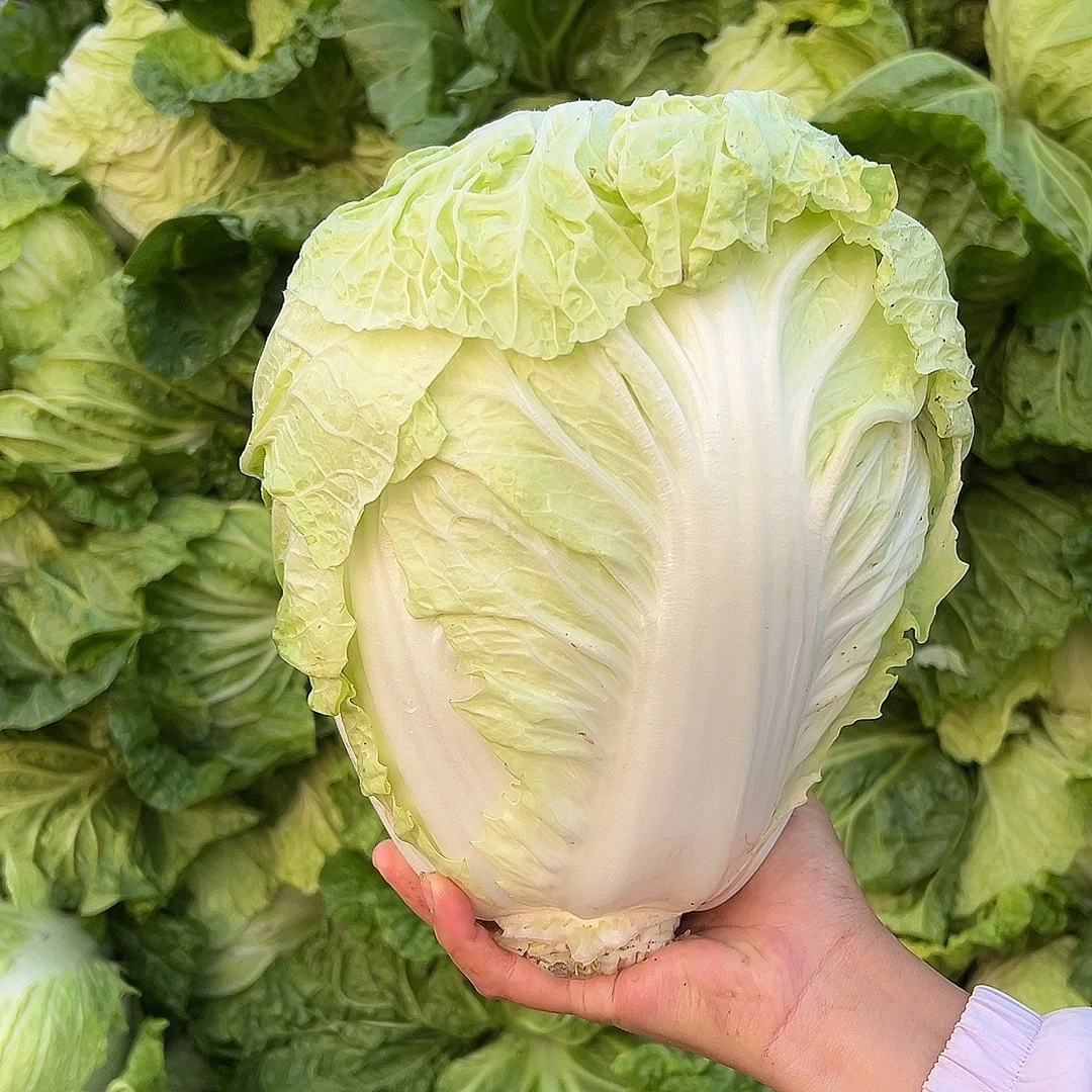 河南老家大白菜露天种植新鲜采摘发出脆甜好吃黄心大白菜