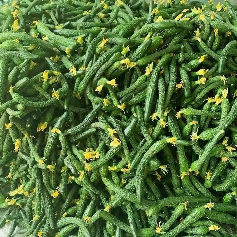 小黄瓜新鲜小黄瓜扭小青瓜新鲜黄瓜手指粗细腌制咸菜下饭菜3/5斤