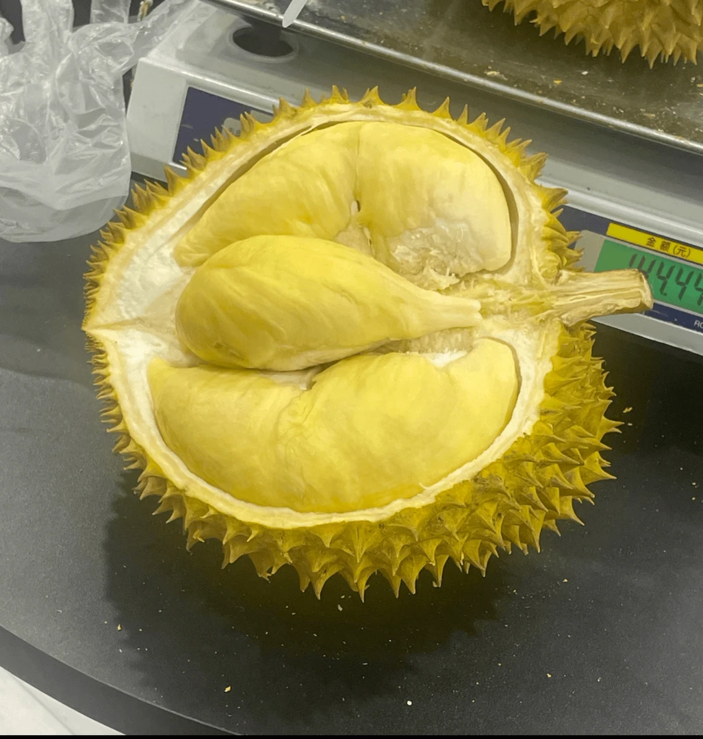 金枕树熟榴莲（默认开果）