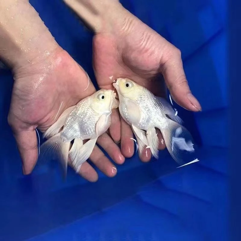 一物一拍 球体蝴蝶鲤观赏鱼长鳍大尾巴