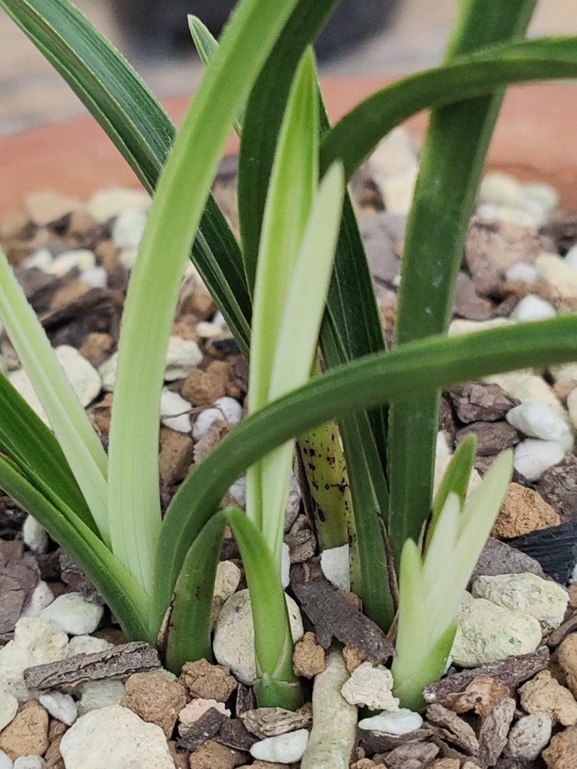 名品蕙兰兰花草盆景