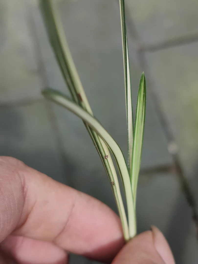 名品蕙兰兰花艺草