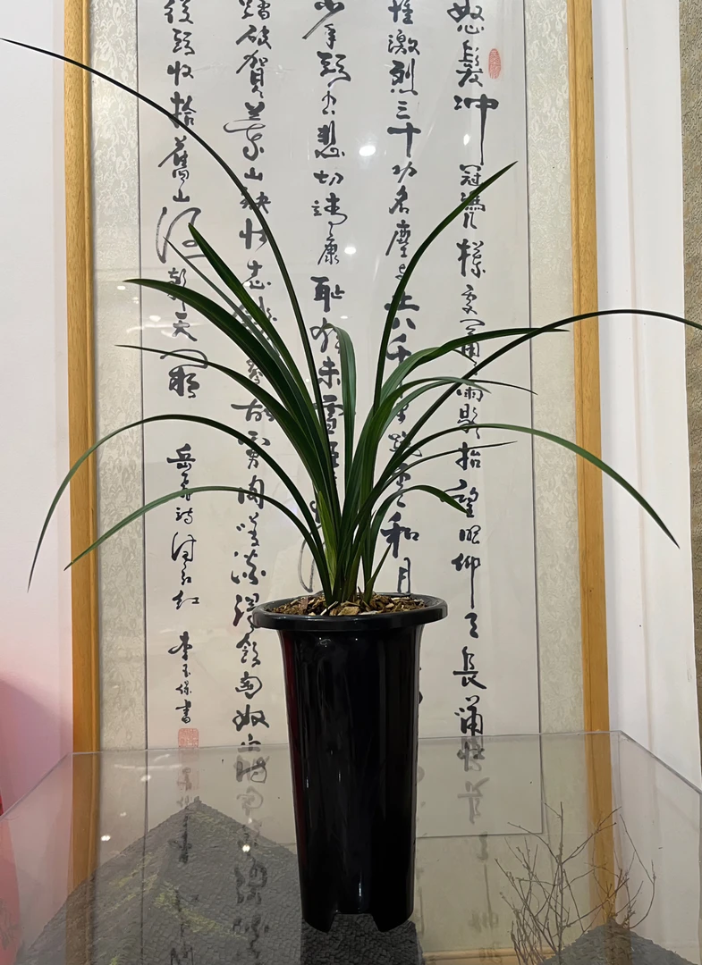 春兰春丽国兰（1月-3月花期）花香浓郁-叶片纤细飘逸-好养易活兰花