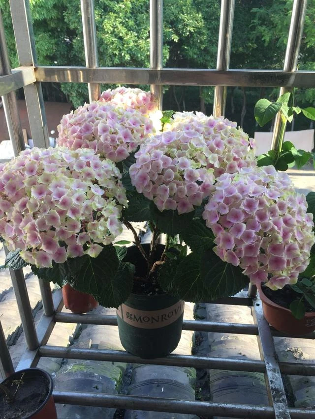 魔幻海洋绣球花苗盆栽花卉绿植四季开花庭院