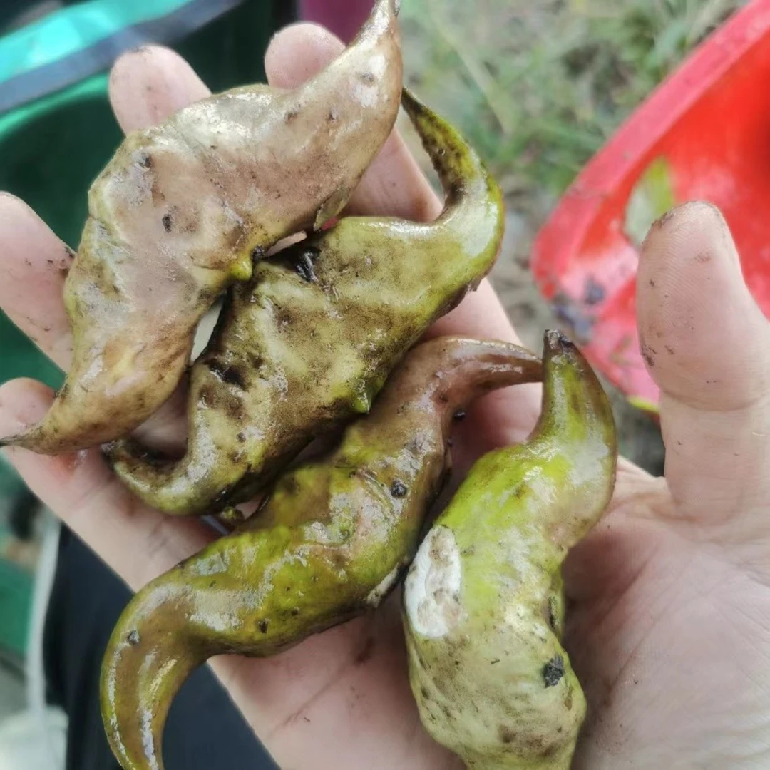 青菱角苗优质老菱角种子高产早熟菱角种苗水生植物蔬菜种红菱种苗