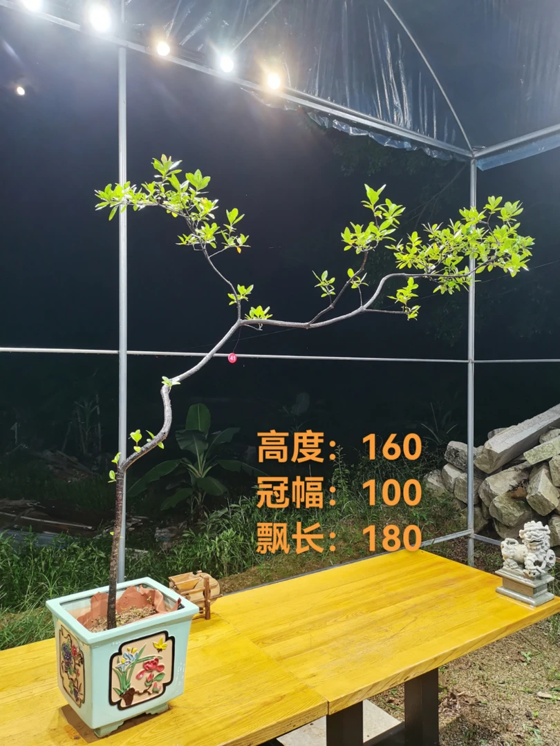 海岛春花意境7字飘