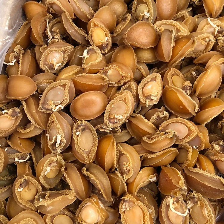 40头鲍鱼干海鲜干货煲汤佛跳墙原料肉厚鲍鱼鸡炖汤250g500g