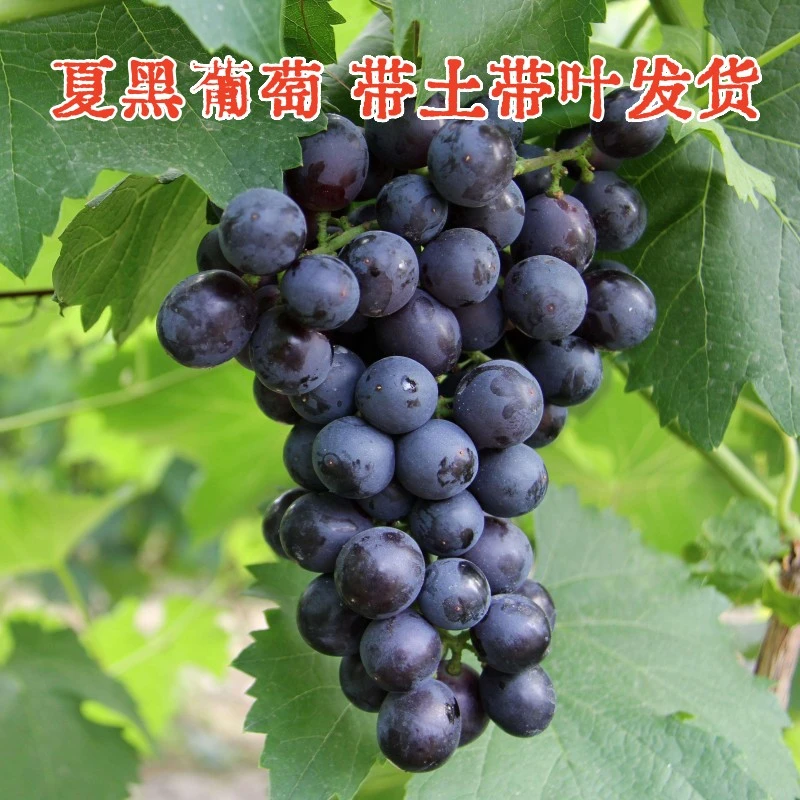 【买三送一】云南发货带杯夏黑葡萄苗盆栽地栽庭院阳台种植好成活