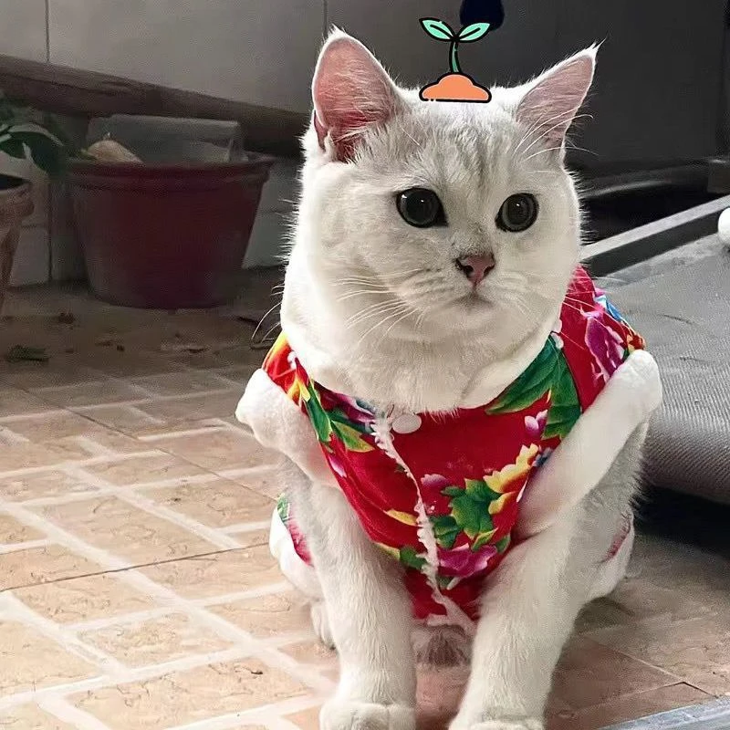 马甲宠物冬天新年衣服东北农村大花袄泰迪喜庆狗狗博美猫咪金毛