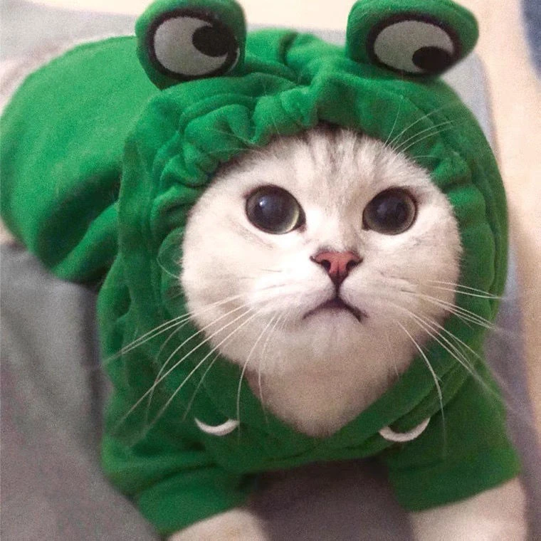 秋冬冬天猫咪衣服防掉毛秋季公母猫帅气幼猫搞怪可爱宠物狗狗用品