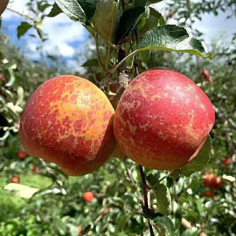 脆甜水果新鲜云南昭通丑苹果冰糖心现摘现发5斤10斤多汁苹果食用