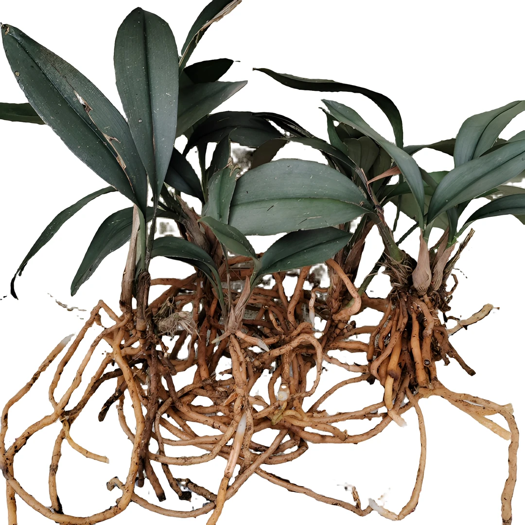 银灰兔兰资源苗花期6一7月绿植兰花草兔儿兰兰花兔耳兰兰花绿植