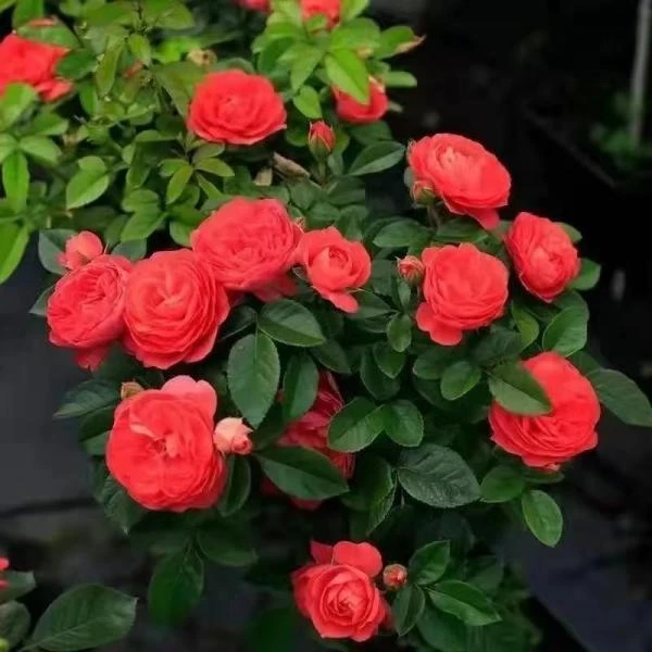 果汁阳台月季盆栽花苗大花玫瑰花带花苞四季开花室内阳台庭院植物