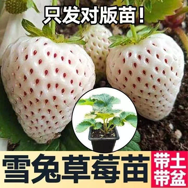 优质裸根苗草莓苗奶油草莓白雪公主草莓室内盆栽白草莓高产草莓苗