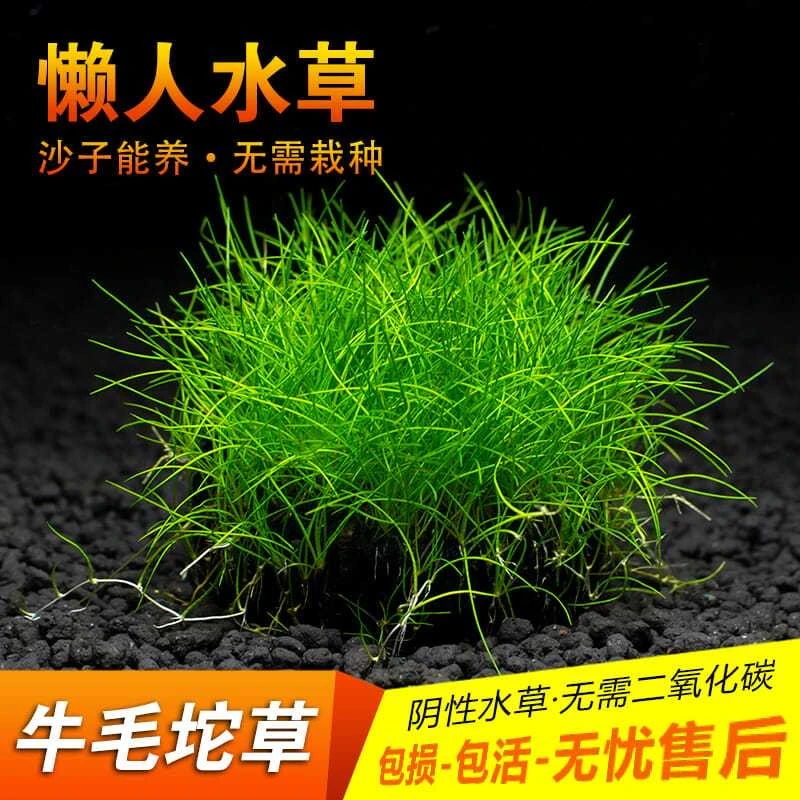 牛毛坨草鱼缸装饰造景绿植增氧植物懒人易养水培植物专用前景草