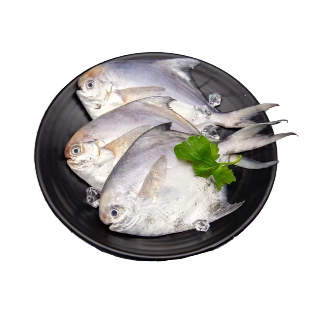新鲜海捕银鲳鱼 （每包6条）速冻发货
