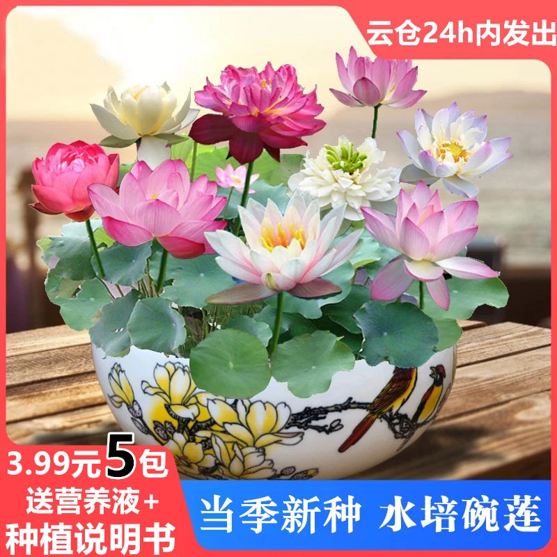 3.99元5包【送营养液+种植说明】水培碗莲种子睡莲四季好养荷花盆栽
