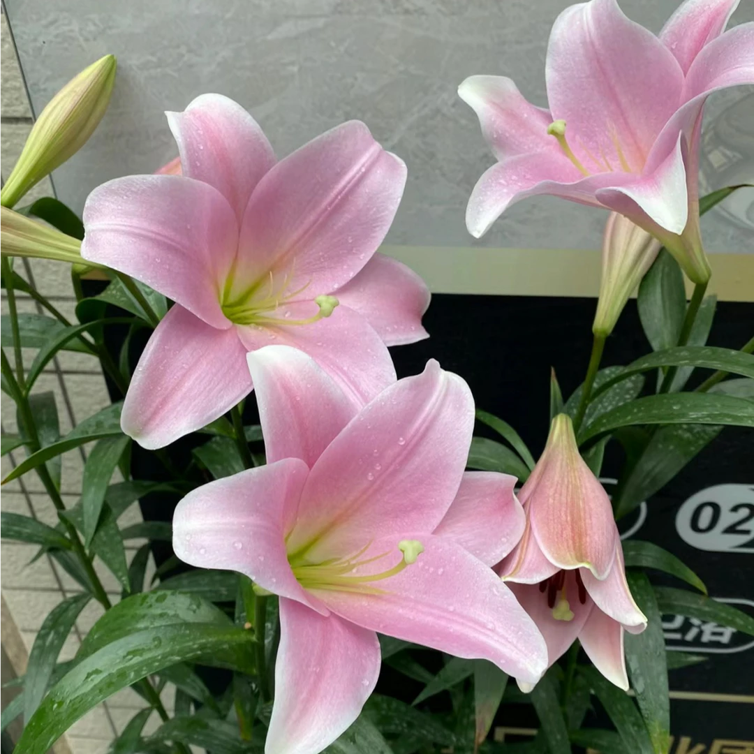 粉色铁炮百合1颗18/20【卡里】庭院阳台香水百合种球